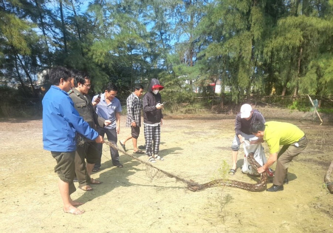 Quảng Trị giải cứu cá thể trăn dài 3 mét mắc vào lưới ở bờ ao