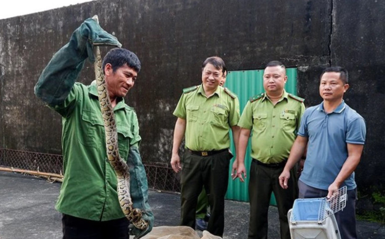 Hà Tĩnh: Bàn giao 3 cá thể trăn đất cho Vườn Quốc gia Vũ Quang