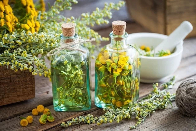 Tác dụng của ngải cứu cho sức khỏe
