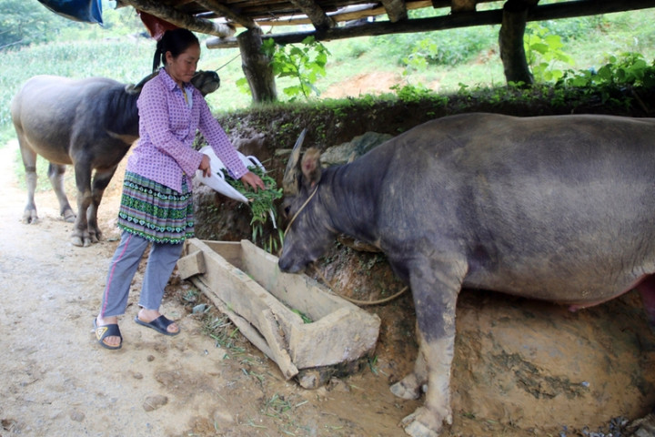 Lào Cai ban hành công điện khẩn yêu cầu tăng cường, chủ động các biện pháp phòng, chống rét cho cây trồng, vật nuôi