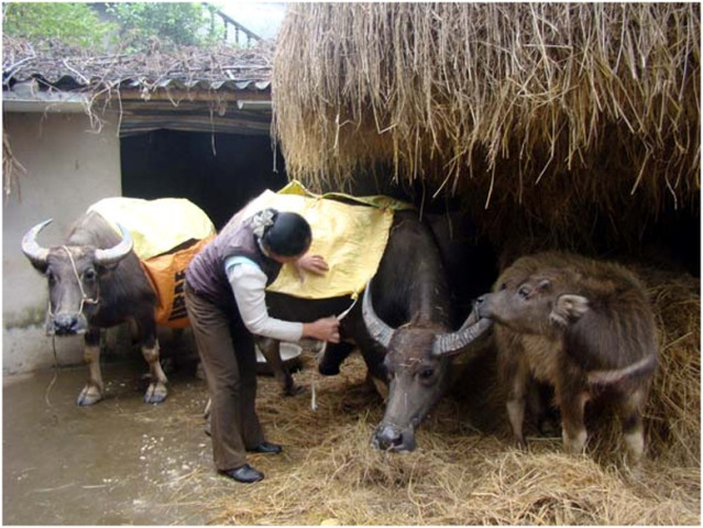 Công điện của Thủ tướng yêu cầu các bộ ngành, địa phương chủ động phòng, chống rét đậm, rét hại kéo dài