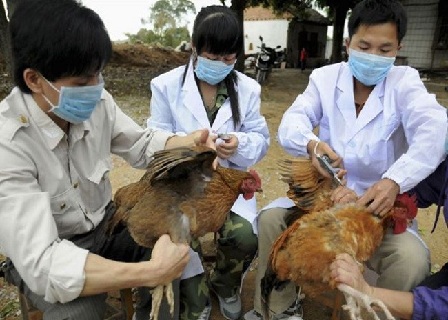 Quảng Ngãi triển khai tiêm phòng vaccine và chống đói, rét cho đàn gia súc, gia cầm trên địa bàn tỉnh