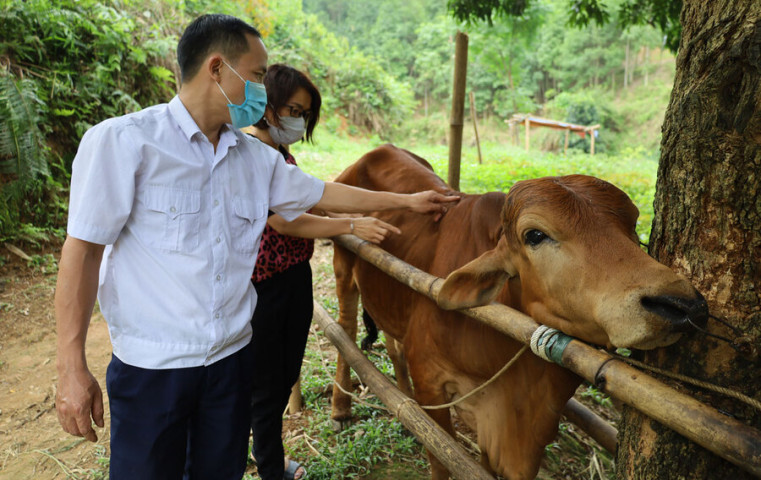Lào Cai tăng cường công tác phòng, chống dịch bệnh trên đàn gia súc, gia cầm