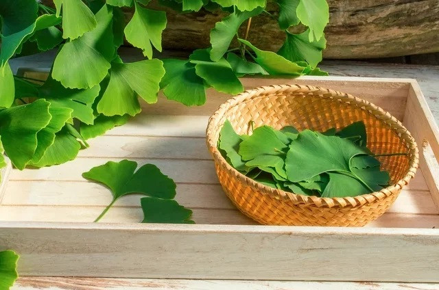 Tác dụng chữa bệnh của Ginkgo biloba