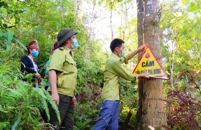 Quảng Bình tăng cường biện pháp quản lý, bảo vệ rừng, ngăn chặn mất rừng, suy thoái rừng