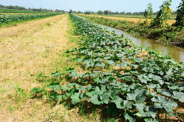 Cà Mau chủ động ứng phó với nguy cơ hạn hán, thiếu nước, xâm nhập mặn