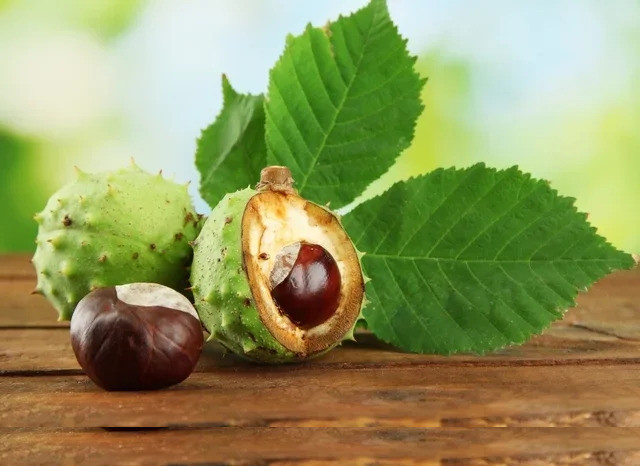 Những lợi ích để chữa bệnh của hạt dẻ ngựa
