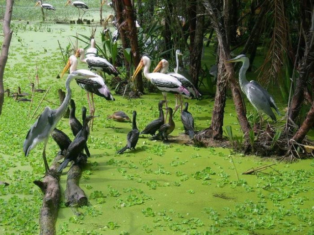 Cà Mau tuyên truyền, phổ biến công tác bảo tồn đa dạng sinh học và bảo vệ các loài hoang dã