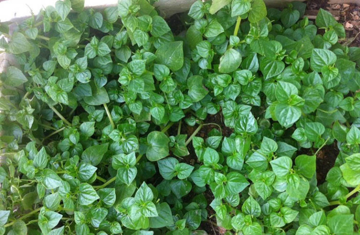 Bài thuốc điều trị bệnh từ rau càng cua