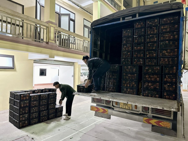 Thái Nguyên phát hiện 6 tấn hoa quả nhập lậu trên 2 xe ô tô tải