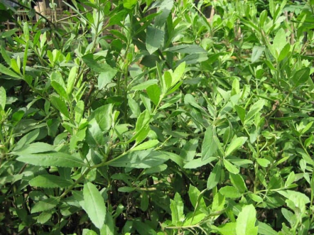 Lá từ bi và bài thuốc điều trị ho, viêm họng, viêm amidan