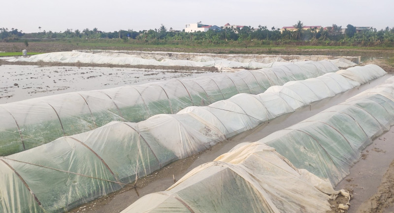 Hải Dương chủ động phòng chống rét đậm, rét hại kéo dài