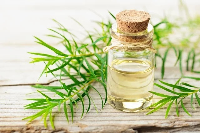 Tác dụng của cây tràm