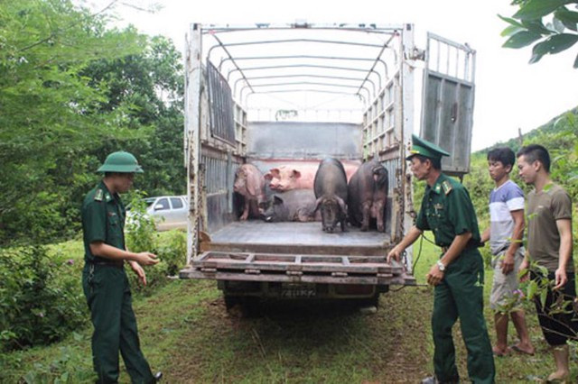 Tăng cường ngăn chặn, xử lý nghiêm các trường hợp buôn lậu, vận chuyển trái phép động vật, sản phẩm động vật qua biên giới vào Việt Nam