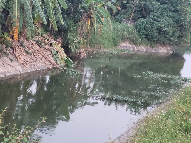 Dũng Tiến - Hải Phòng: Mở rộng trang trại chăn nuôi lợn không phép, xả thải gây ô nhiễm môi trường ảnh hưởng đến sức khỏe người dân