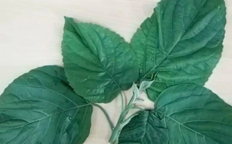 Phú Thọ: Người phụ nữ phải nhập viện cấp cứu do ăn lá lộc mại kèm thịt chó