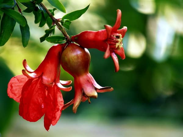 Trà hoa lựu, bột hoa lựu và các bài thuốc dân gian