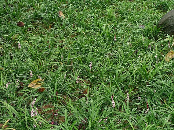 Cỏ quan âm giúp bổ thận, điều trị nhức xương, thổ huyết