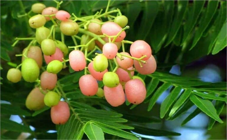 Cây hồng bì dại điều trị ghẻ, giảm sưng đau do bong gân
