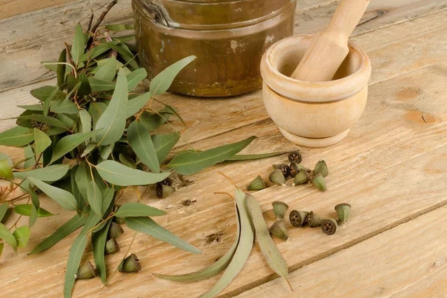 Lợi ích của trà bạch đàn