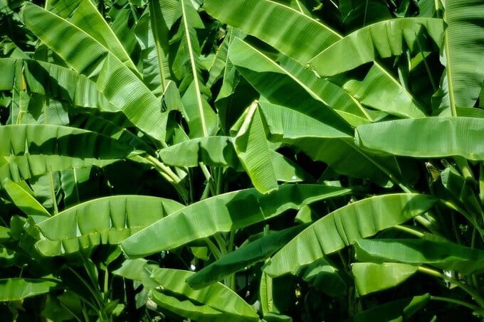 Lợi ích sức khỏe bất ngờ của lá chuối