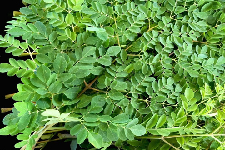 Lợi ích của lá chùm ngây trong việc giảm cân
