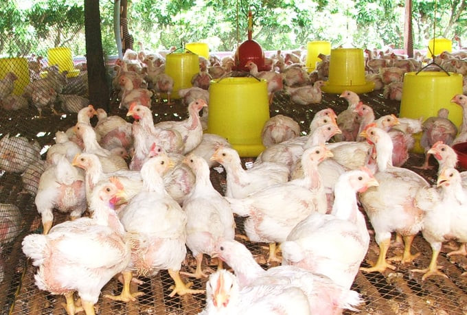 Phú Yên tăng cường công tác phòng, chống dịch bệnh cúm gia cầm