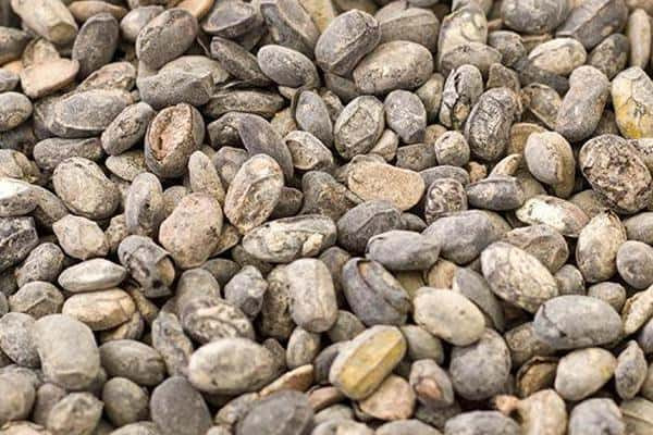 Đạm đậu xị điều trị lỵ ra máu, đinh độc và hai chân lạnh nhức