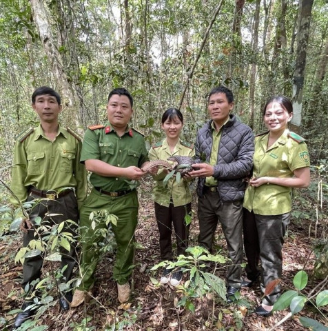Gia Lai thả tê tê vàng quý hiếm về môi trường tự nhiên