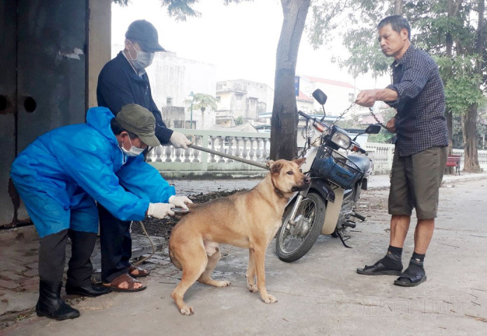 Thừa Thiên Huế thực hiện nghiêm các biện pháp phòng, chống bệnh dại trên động vật