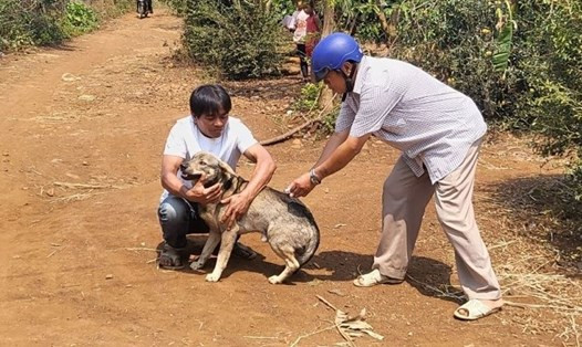 Bình Thuận: Một ca tử vong nghi do bệnh dại ở Hàm Thuận Nam