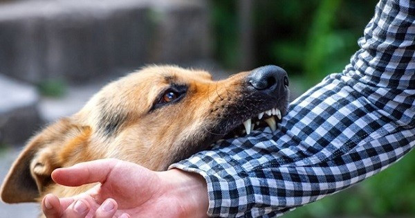 Phú Yên ghi nhận trường hợp 1 con chó nghi mắc bệnh dại cắn liên tiếp 7 người