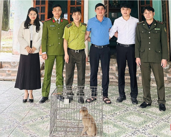 Hà Tĩnh tiếp nhận thêm 1 cá thể khỉ đuôi lợn để thả về tự nhiên