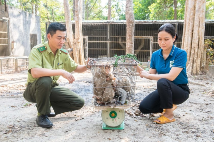 Gia Lai bàn giao 3 cá thể khỉ đuôi lợn cho Vườn Quốc gia Chư Mom Ray