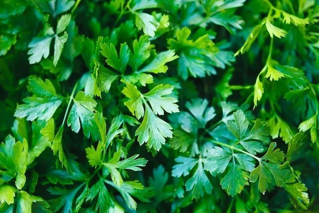 Cách sử dụng các loại thảo mộc thơm để giảm tiêu thụ muối