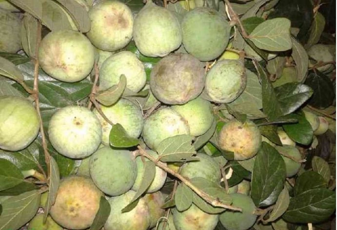 Một số bài thuốc hay từ trái trâu cổ