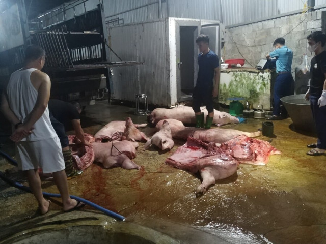 Thái Nguyên phát hiện hơn 1,1 tấn cá thể lợn, thịt lợn và nội tạng lợn mắc dịch tả lợn châu Phi