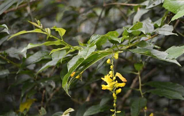 Công dụng làm thuốc của cây viễn chí đuôi vàng