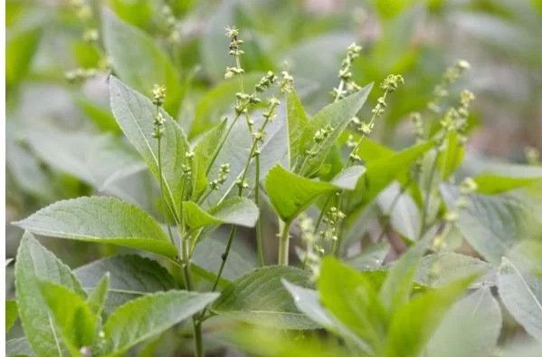 Thái Nguyên: Cấp cứu nam bệnh nhân bị ngộ độc do hái lá lộc mại về sắc nước uống