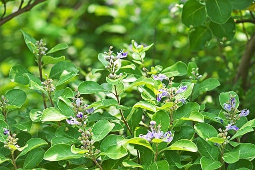 Mạn kinh lá đơn điều trị hoa mắt, đau nửa đầu, đau mắt do nhiệt
