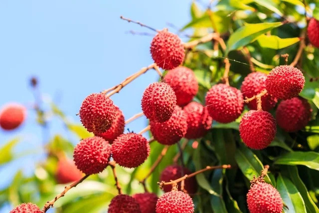 7 lợi ích của vải thiều
