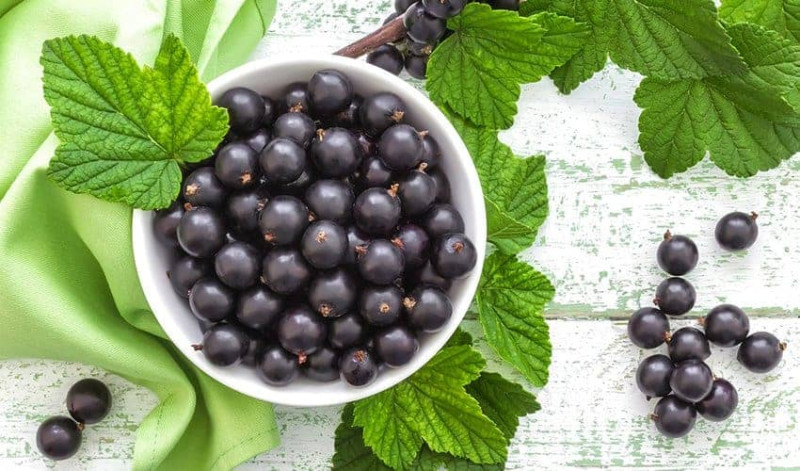 Quả lý chua đen và những công dụng đối với sức khỏe