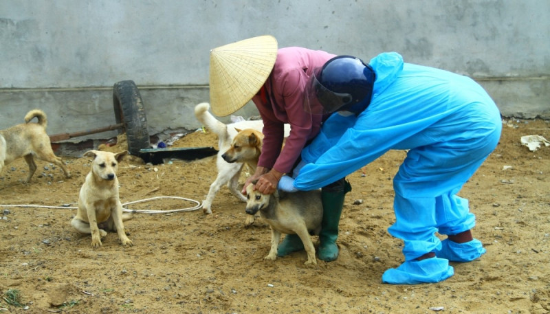 Quảng Bình khẩn trương đẩy nhanh tiến độ tiêm phòng vaccine đợt 1 năm 2024 cho đàn vật nuôi
