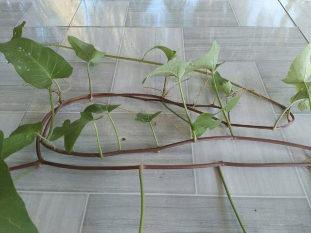 Vì sao rau muống đỏ có thể hỗ trợ bệnh nhân tiểu đường?