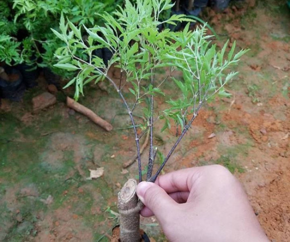 Cách dùng lá đinh lăng điều trị mụn mặt và mụn lưng hiệu quả