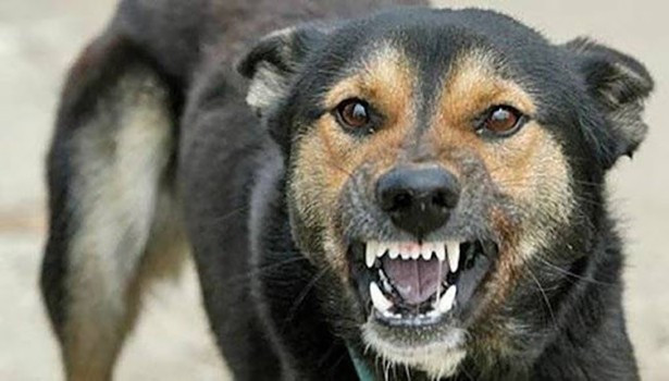Đắk Nông ghi nhận 2 trường hợp bị chó dại cắn