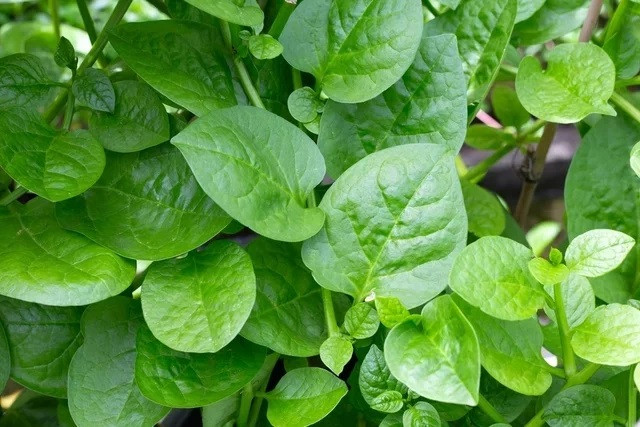 10 lợi ích của rau mùng tơi