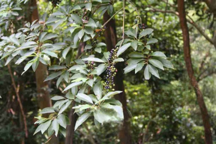 Công dụng làm thuốc của cây màng tang
