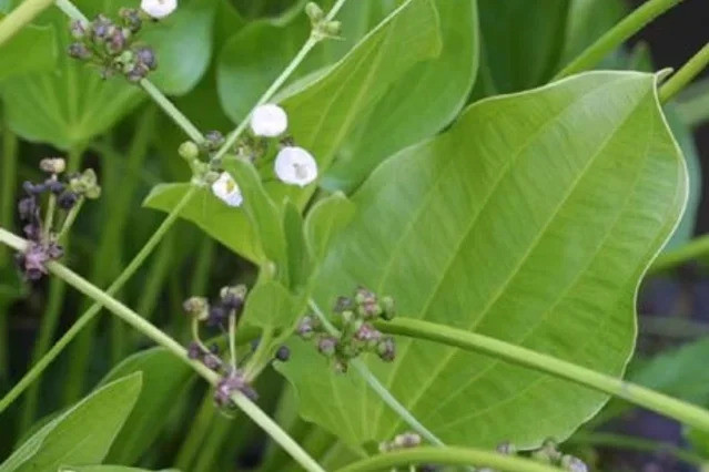 Tác dụng chữa bệnh của cây mũ da