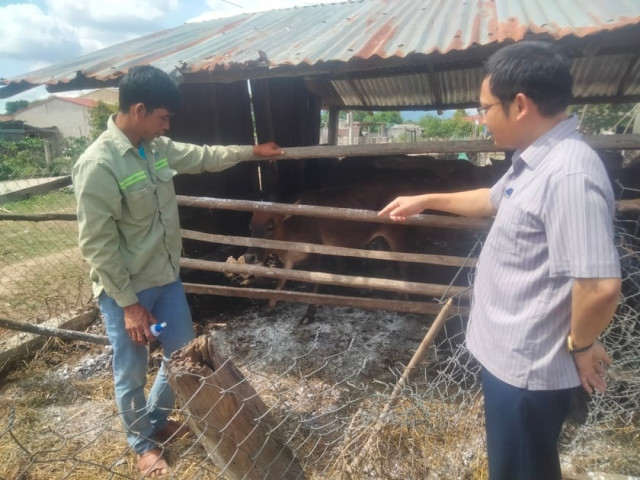Gia Lai: Xuất hiện bệnh lở mồm long móng ở huyện Mang Yang